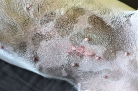 dog spay incision leaking fluid|Seroma After